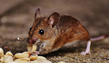 24 Hour & Emergency Exterminators in Oshkosh, NE
